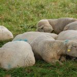 Numerous white sheep marked with blue paint laying down in a green field.