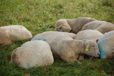 Numerous white sheep marked with blue paint laying down in a green field.