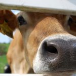 An image of a light brown cow looking directly at the camera through the horizontal space between two pieces of a white fence.