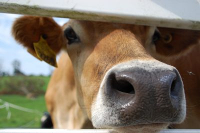 An image of a light brown cow looking directly at the camera through the horizontal space between two pieces of a white fence.