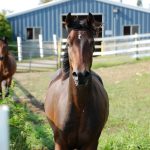 An image of a brown horse in a field surrounded by a white fence in front of a blue barn.