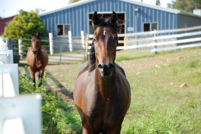 An image of a brown horse in a field surrounded by a white fence in front of a blue barn.