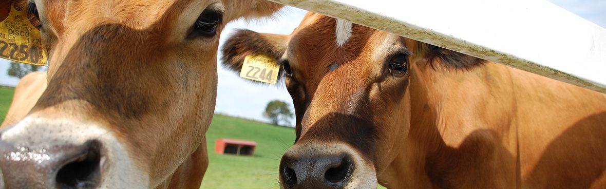 An image of two light brown cows looking directly at the camera through the horizontal space between two pieces of a white fence.