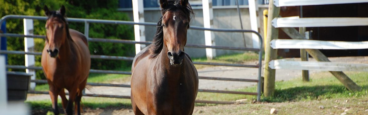 An image of a brown horse in a field surrounded by a white fence in front of a blue barn.