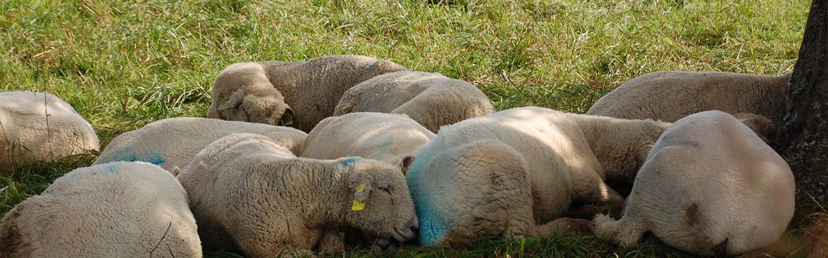 Numerous white sheep marked with blue paint laying down in a green field.