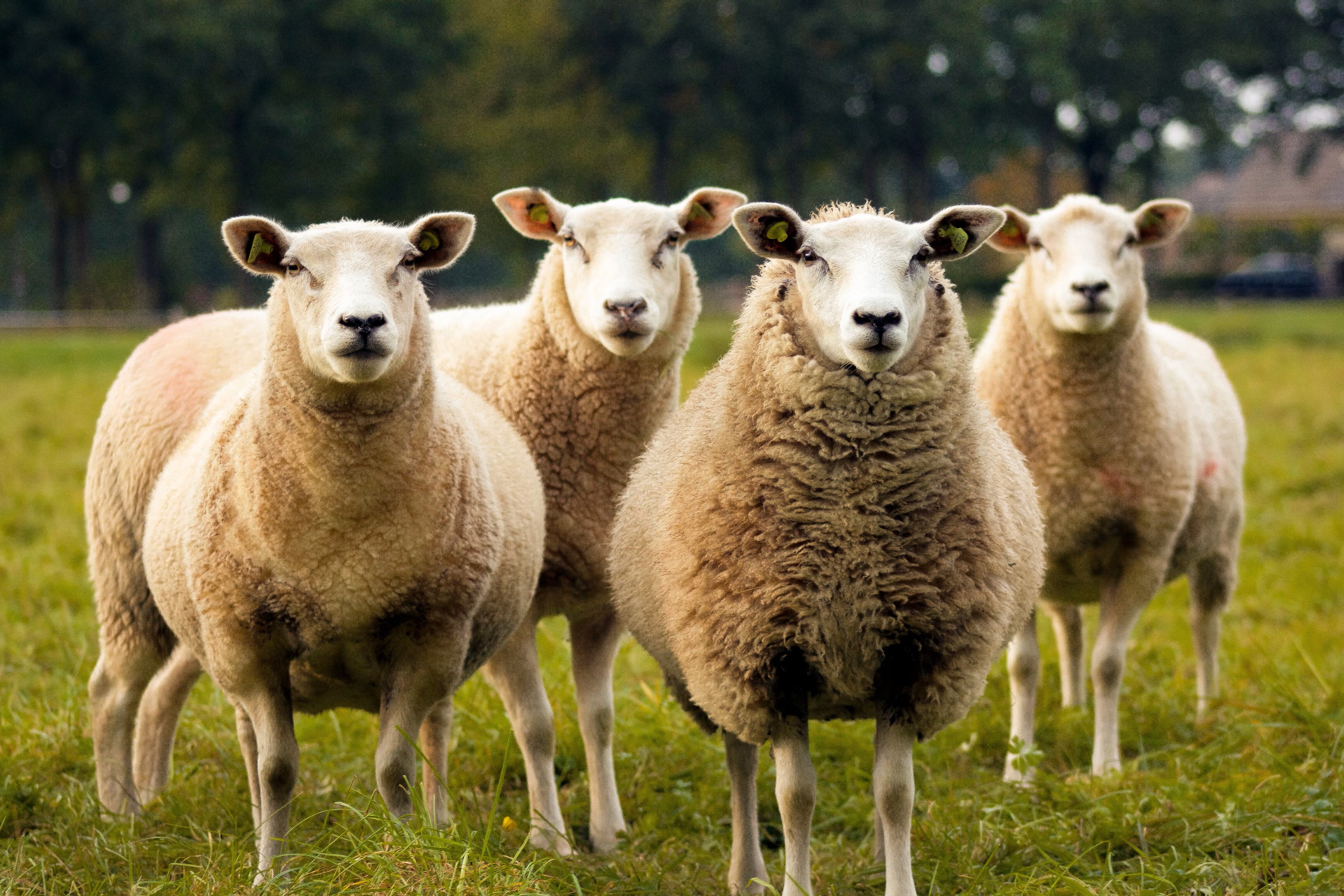 Four white sheep standing in a green field with dark green trees in the background.